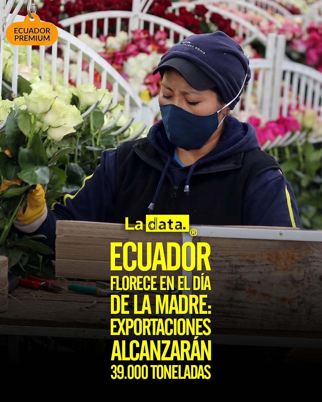 @ladataec #LaData #TendenciaPolítica #Madre #Flores