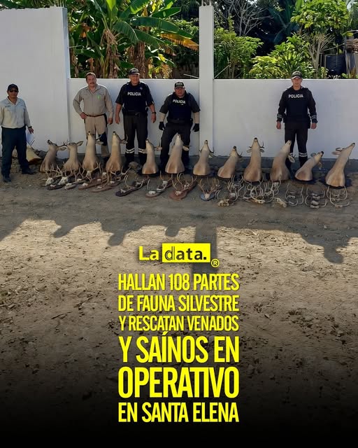 @ladataec👈   #ladata #TendenciaPolítica #SantaElena #FaunaSilvestre Ver menos