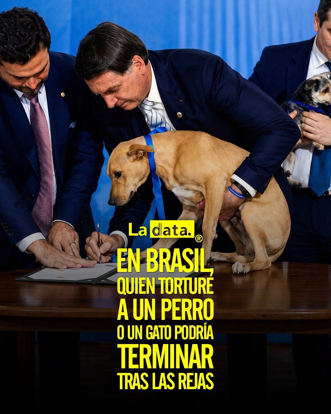 #ladata #TendenciaPolítica #LeySansão #MaltratoAnimal