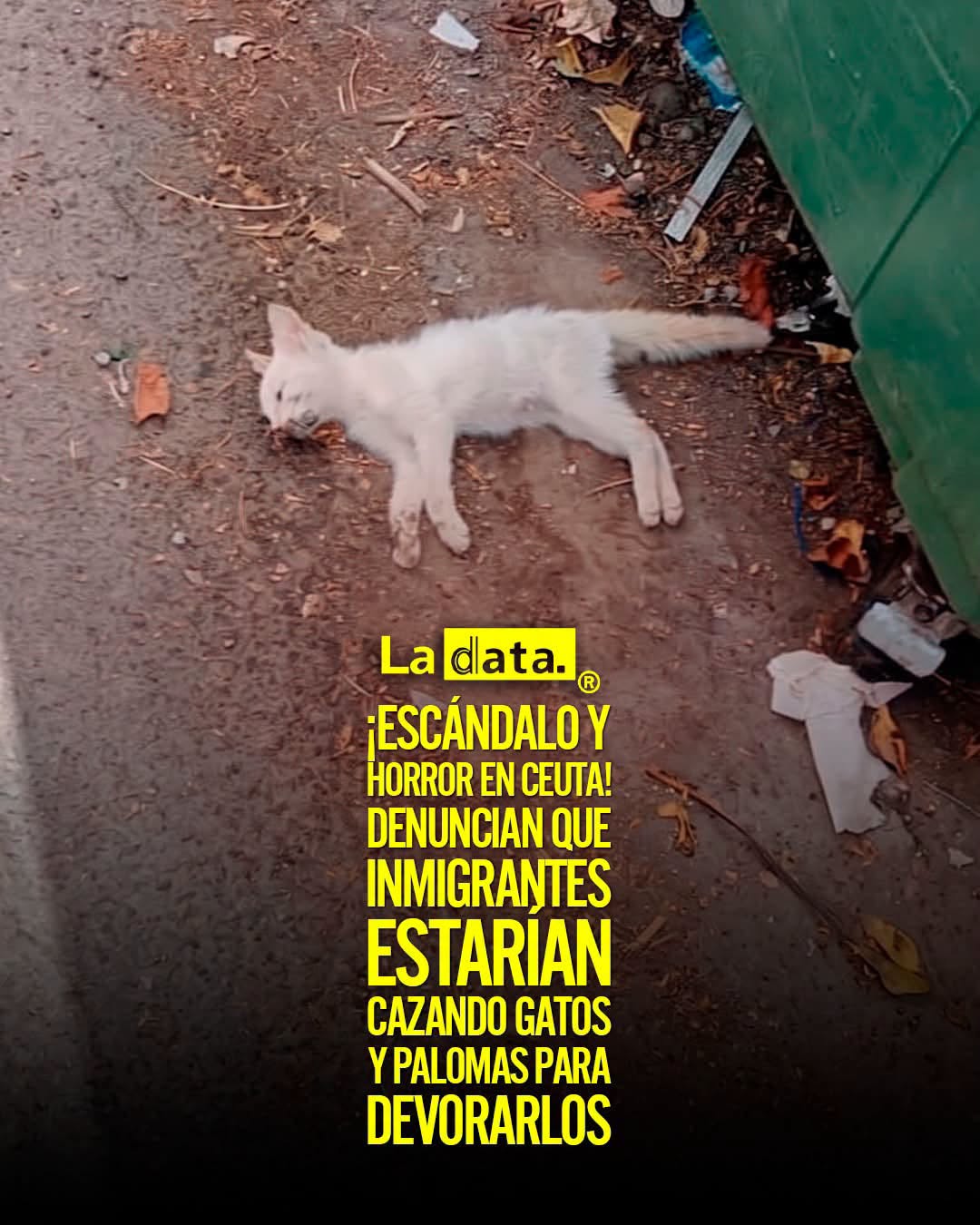 @ladataec 👈 #ladata #TendenciaPolítica #Ceuta #Migración