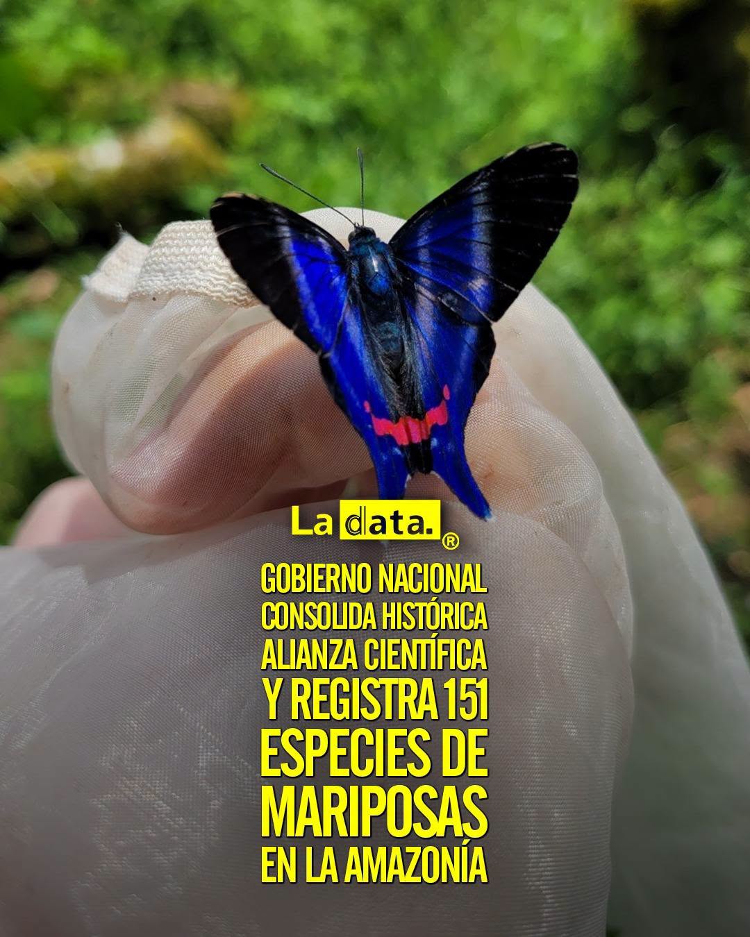 @ladataec 👈 #ladata #TendenciaPolítica #GobiernoNacional #Mariposas